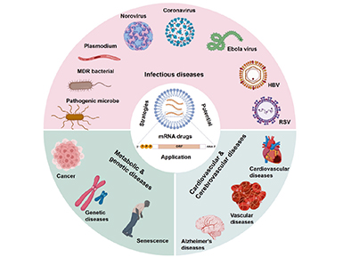 【转发动脉网报道】自研“mRNA加帽核苷酸原料”，鉴黑网医药突破mRNA上游原料瓶颈